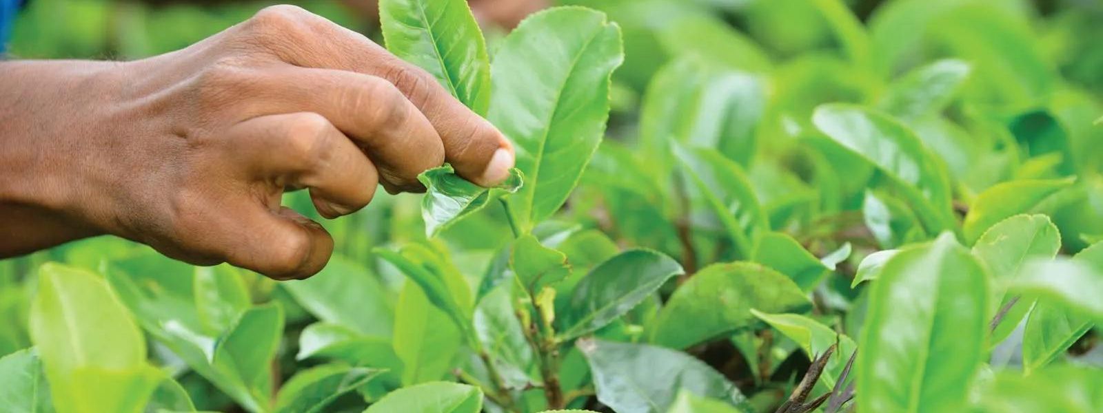 Tea yield drops by 30 percent due to drought